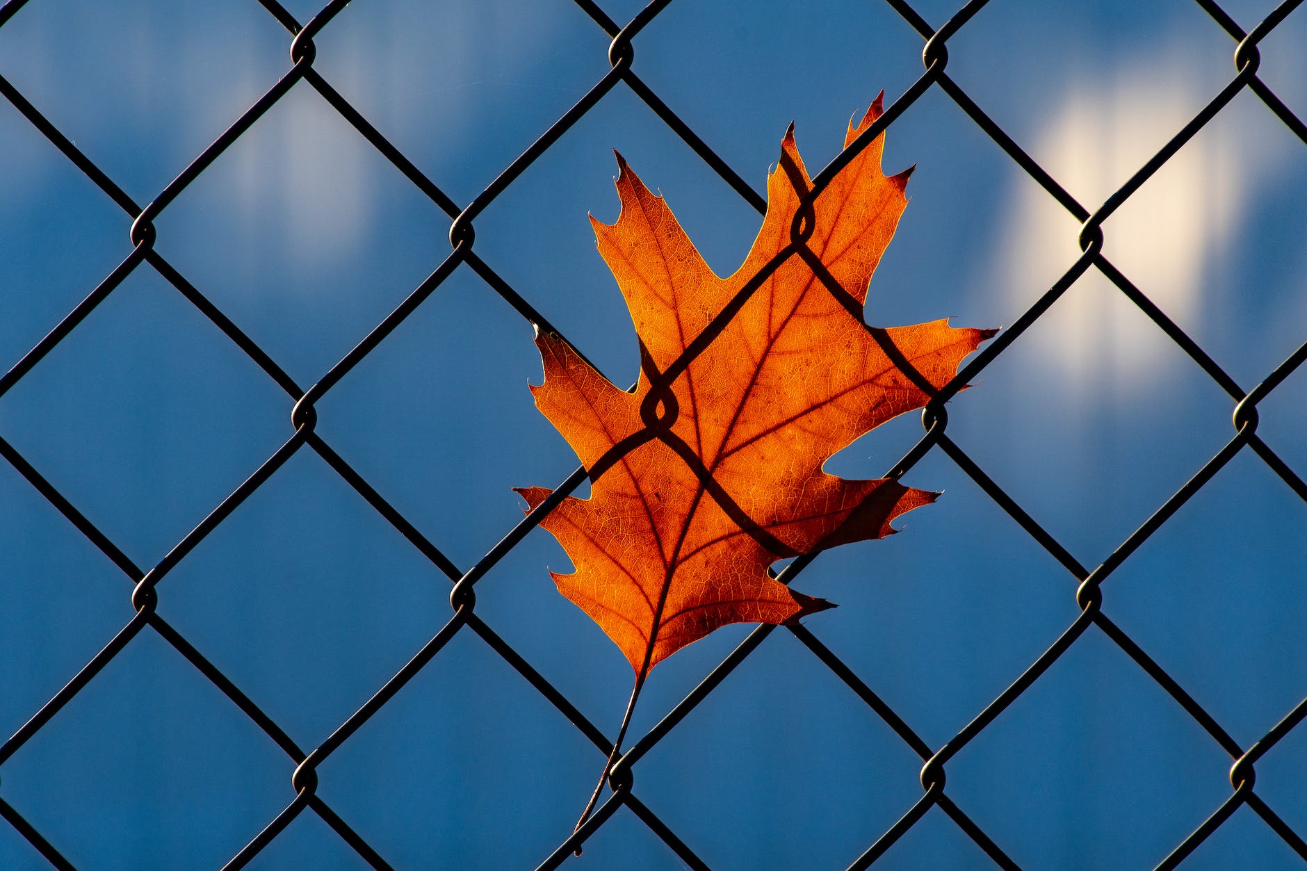 orange leaf on chainlink fence